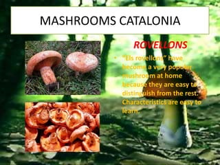 MASHROOMS CATALONIA
                ROVELLONS
          • “Els rovellons” have
            become a very popular
            mushroom at home
            because they are easy to
            distinguish from the rest.
            Characteristics are easy to
            learn.
 