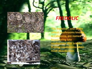 FREDOLIC
• “Els fredolics”, one of the
  oldest mushrooms known
  in Catalonia, are named
  found being late
  mushrooms that initiate
  fruiting mushrooms when
  most already over.
 
