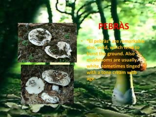 PEBRÀS
• “El pebràs” are remarkable
  size, solid, which tend to
  burst the ground. Also
  mushrooms are usually
  white, sometimes tinged
  with a tone cream with
  age.
 
