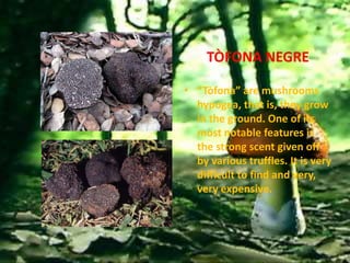 TÒFONA NEGRE

• “Tòfona” are mushrooms
  hypogea, that is, they grow
  in the ground. One of its
  most notable features is
  the strong scent given off
  by various truffles. It is very
  difficult to find and very,
  very expensive.
 