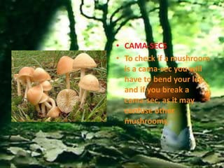• CAMA-SECS
• To check if a mushroom
  is a cama-sec you will
  have to bend your leg
  and if you break a
  cama-sec, as it may
  confuse other
  mushrooms.
 