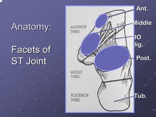 Ant.

Anatomy:
Facets of
ST Joint

Middle
IO
lig.
Post.

Tub.

 