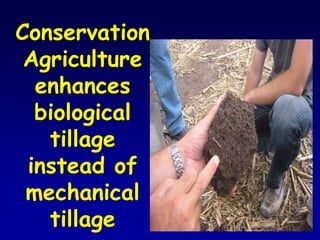 Conservation
Agriculture
enhances
biological
tillage
instead of
mechanical
tillage
 