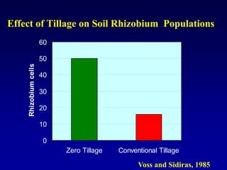 Effect of Tillage on Soil Rhizobium Populations
0
10
20
30
40
50
60
Zero Tillage Conventional Tillage
Rhizobiumcells
Voss and Sidiras, 1985
 