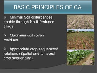 BASIC PRINCIPLES OF CA
 Minimal Soil disturbances
enable through No-till/reduced
tillage
 Maximum soil cover/
residues
 Appropriate crop sequences/
rotations (Spatial and temporal
crop sequencing).
 