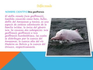 NOMBRE CIENTÍFICO:
Delfín rosado
Inia geoffrensis
El delfín rosado (Inia geoffrensis),
también conocido como boto, bufeo,
delfín del Amazonas y tonina, es una
especie de cetáceo odontoceto de la
familia Iniidae, la única del género
Inia. Se conocen dos subespecies: Inia
geoffrensis geoffrensis e Inia
geoffrensis humboldtiana, las cuales
se distribuyen por la cuenca del
Amazonas, la cuenca alta del río
Madeira en Bolivia y la cuenca del
Orinoco, respectivamente.
 
