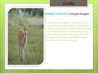 NOMBRE CIENTÍFICO:
vicuña
Vicugna Vicugna
La vicuña (Vicugna vicugna), —del quechua wik'uña—
es una especie de mamífero artiodáctilo de la familia de los
camélidos y del grupo de los camélidos sudamericanos que
vive en el altiplano andino, en el norte de Argentina, el
oeste de Bolivia, el noreste de Chile, sectores de los Andes
de Ecuador, y en las alturas andinas del Perú, país que
posee la principal población de la especie.
 