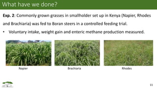 Current status of greenhouse gas emissions from the livestock sector in East Africa: A case study of Kenya