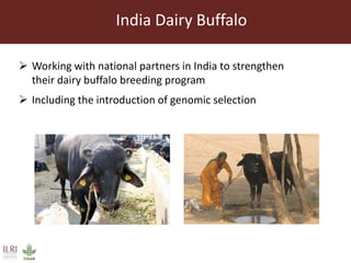 ILRI’s Livestock Genetics Program - LiveGene