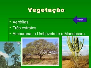 Vegetação Xerófilas Três estratos Amburana, o Umbuzeiro e o Mandacaru. voltar 