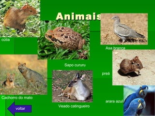 Animais voltar Cachorro do mato arara azul Sapo cururu Asa branca preá cútia Veado catingueiro 