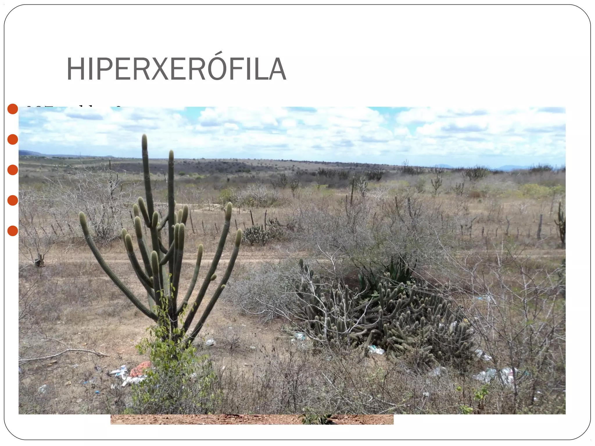 HIPERXERÓFILA
297 mil km2
Caatinga Arbustiva
Baixo a médio porte
Caducifólias
Predominantemente os solos rasos
 