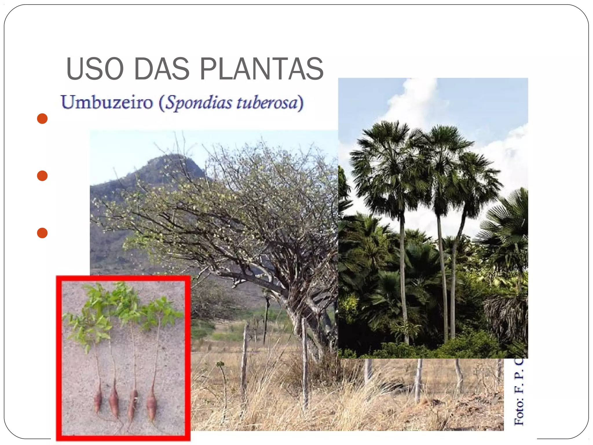 USO DAS PLANTAS
Alimentos
  Umbu,mangaba, pitomba
Fibras
  Buriti, caroá, tucum e piaçava
Ceras, látex e produtos químicos
  Carnaúba
  Licuri
  Maçaranduba
 