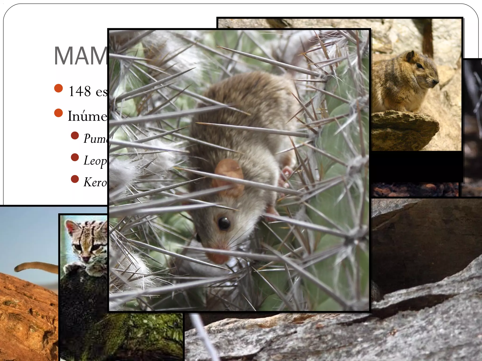 MAMÍFEROS
148 espécies
Inúmeros casos de endemismos
  Puma concolor
  Leopardus tigrina
  Kerodon rupestres
 