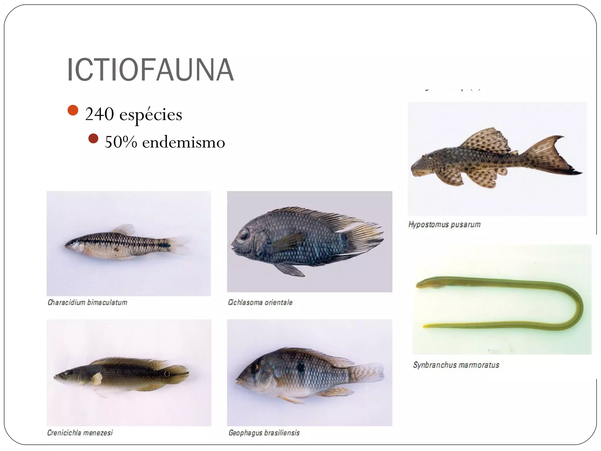ICTIOFAUNA
240 espécies
  50% endemismo
 
