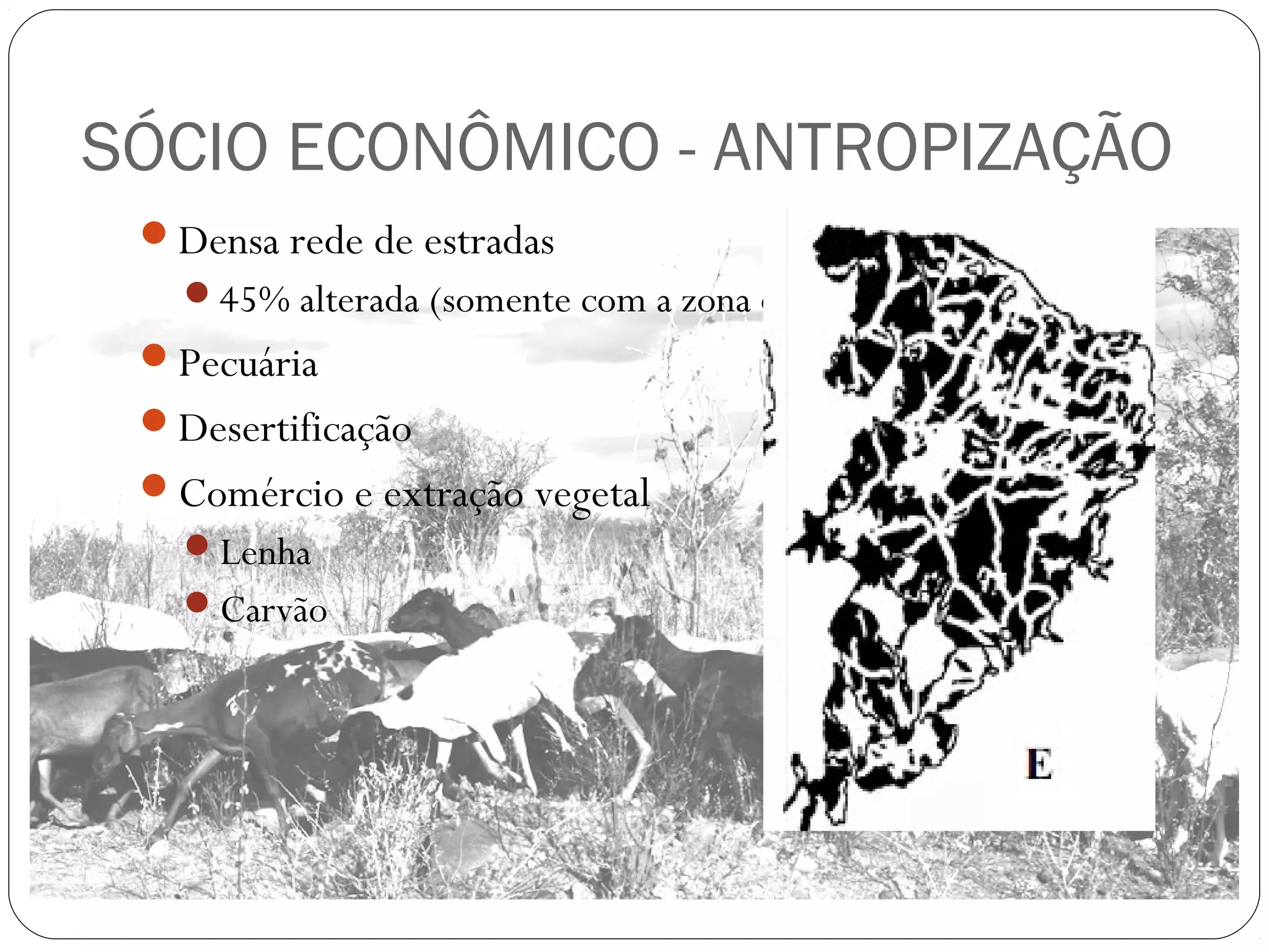 SÓCIO ECONÔMICO - ANTROPIZAÇÃO
 Densa rede de estradas
   45% alterada (somente com a zona de estrada)
 Pecuária
 Desertificação
 Comércio e extração vegetal
   Lenha
   Carvão
 