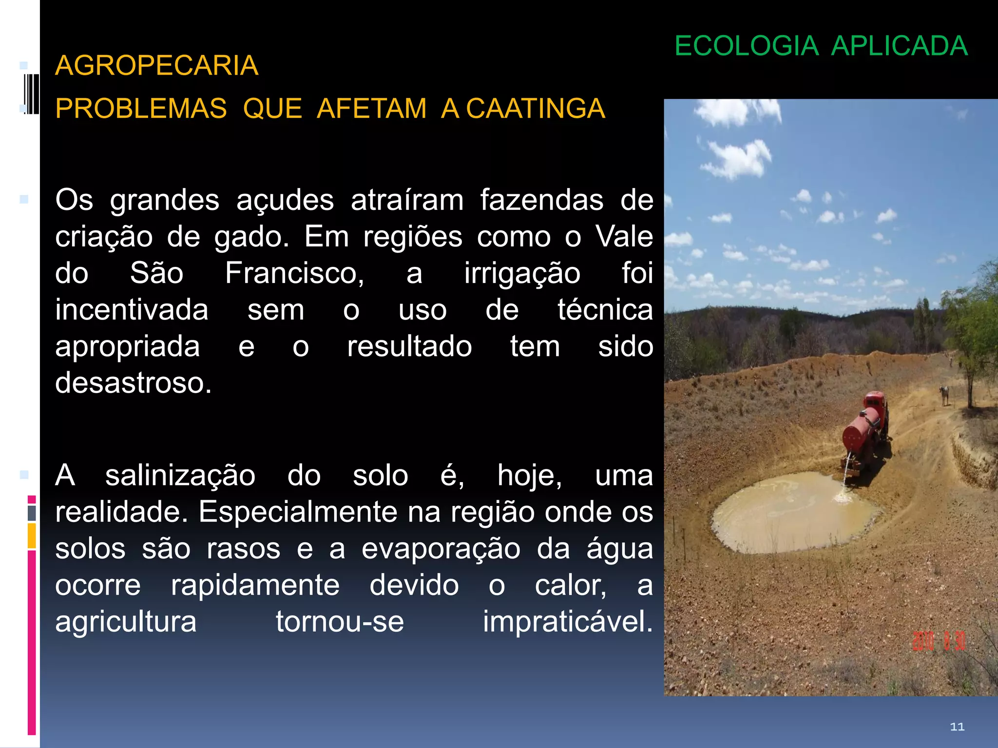 Bioma Caatinga Pdf – Caatinga Flora – ZUAC