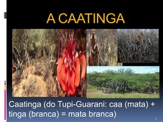 A CAATINGA




Caatinga (do Tupi-Guarani: caa (mata) +
tinga (branca) = mata branca)         2
 