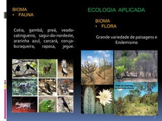 BIOMA                             ECOLOGIA APLICADA
• FAUNA
                                    BIOMA
                                    • FLORA
Cotia, gambá, preá, veado-
catingueiro, sagui-do-nordeste,     Grande variedade de paisagens e
ararinha azul, carcará, coruja-              Endemismo
buraqueira,    raposa,   jegue.




                                                                 7
 