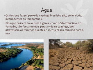Água
• Os rios que fazem parte da caatinga brasileira são, em maioria,
intermitentes ou temporários.
• Rios que nascem em outros lugares, como o São Francisco e o
Parnaíba, são fundamentais para a vida na caatinga, pois
atravessam os terrenos quentes e secos em seu caminho para o
mar.
 