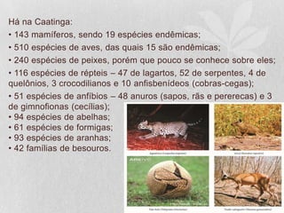 Há na Caatinga:
• 143 mamíferos, sendo 19 espécies endêmicas;
• 510 espécies de aves, das quais 15 são endêmicas;
• 240 espécies de peixes, porém que pouco se conhece sobre eles;
• 116 espécies de répteis – 47 de lagartos, 52 de serpentes, 4 de
quelônios, 3 crocodilianos e 10 anfisbenídeos (cobras-cegas);
• 51 espécies de anfíbios – 48 anuros (sapos, rãs e pererecas) e 3
de gimnofionas (cecílias);
• 94 espécies de abelhas;
• 61 espécies de formigas;
• 93 espécies de aranhas;
• 42 famílias de besouros.
 