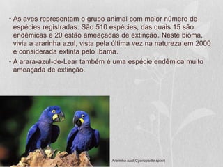 • As aves representam o grupo animal com maior número de
espécies registradas. São 510 espécies, das quais 15 são
endêmicas e 20 estão ameaçadas de extinção. Neste bioma,
vivia a ararinha azul, vista pela última vez na natureza em 2000
e considerada extinta pelo Ibama.
• A arara-azul-de-Lear também é uma espécie endêmica muito
ameaçada de extinção.
Ararinha azul(Cyanopsitta spixii)
 