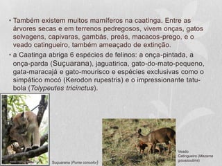 • Também existem muitos mamíferos na caatinga. Entre as
árvores secas e em terrenos pedregosos, vivem onças, gatos
selvagens, capivaras, gambás, preás, macacos-prego, e o
veado catingueiro, também ameaçado de extinção.
• a Caatinga abriga 6 espécies de felinos: a onça-pintada, a
onça-parda (Suçuarana), jaguatirica, gato-do-mato-pequeno,
gata-maracajá e gato-mourisco e espécies exclusivas como o
simpático mocó (Kerodon rupestris) e o impressionante tatu-
bola (Tolypeutes tricinctus).
Suçuarana (Puma concolor)
Veado
Catingueiro (Mazama
gouazoubira)
 