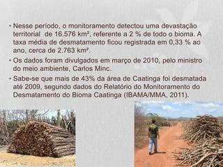 • Nesse período, o monitoramento detectou uma devastação
territorial de 16.576 km², referente a 2 % de todo o bioma. A
taxa média de desmatamento ficou registrada em 0,33 % ao
ano, cerca de 2.763 km².
• Os dados foram divulgados em março de 2010, pelo ministro
do meio ambiente, Carlos Minc.
• Sabe-se que mais de 43% da área de Caatinga foi desmatada
até 2009, segundo dados do Relatório do Monitoramento do
Desmatamento do Bioma Caatinga (IBAMA/MMA, 2011).
 