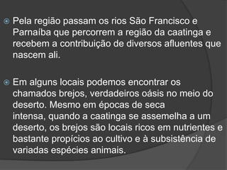 Pela região passam os rios São Francisco e
Parnaíba que percorrem a região da caatinga e
recebem a contribuição de diversos afluentes que
nascem ali.
 Em alguns locais podemos encontrar os
chamados brejos, verdadeiros oásis no meio do
deserto. Mesmo em épocas de seca
intensa, quando a caatinga se assemelha a um
deserto, os brejos são locais ricos em nutrientes e
bastante propícios ao cultivo e à subsistência de
variadas espécies animais.
 