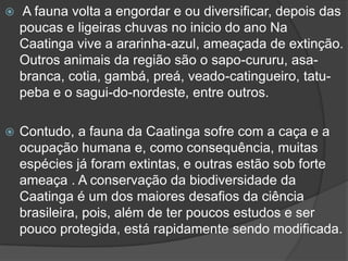  A fauna volta a engordar e ou diversificar, depois das
poucas e ligeiras chuvas no inicio do ano Na
Caatinga vive a ararinha-azul, ameaçada de extinção.
Outros animais da região são o sapo-cururu, asa-
branca, cotia, gambá, preá, veado-catingueiro, tatu-
peba e o sagui-do-nordeste, entre outros.
 Contudo, a fauna da Caatinga sofre com a caça e a
ocupação humana e, como consequência, muitas
espécies já foram extintas, e outras estão sob forte
ameaça . A conservação da biodiversidade da
Caatinga é um dos maiores desafios da ciência
brasileira, pois, além de ter poucos estudos e ser
pouco protegida, está rapidamente sendo modificada.
 