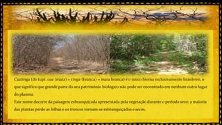 Caatinga (do tupi: caa (mata) + tinga (branca) = mata branca) é o único bioma exclusivamente brasileiro, o
que significa que grande parte do seu patrimônio biológico não pode ser encontrado em nenhum outro lugar
do planeta.

Este nome decorre da paisagem esbranquiçada apresentada pela vegetação durante o período seco: a maioria
das plantas perde as folhas e os troncos tornam-se esbranquiçados e secos.

 