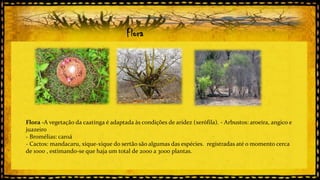 Flora

Flora -A vegetação da caatinga é adaptada às condições de aridez (xerófila). - Arbustos: aroeira, angico e
juazeiro
- Bromélias: caroá
- Cactos: mandacaru, xique-xique do sertão são algumas das espécies. registradas até o momento cerca
de 1000 , estimando-se que haja um total de 2000 a 3000 plantas.

 
