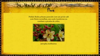 Flora
Pinhão Brabo,arbusto parecido com um pé de café
com flores vermelhas, seu caule é poderoso no
combate a picadas de cobra.

Jatropha mollissima

 