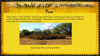 Flora
Xique-Xique – Cacto mediano, mais alto que a palmatória, menor que um faxeiro ou mandacaru,
possui espinhos grandes e bem pontiagudos. É apreciado como alimento pelos bodes e utilizado
pelos beija-flores como base para seu ninho

Xiquexique (Pilosocereus gounellei)

 