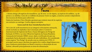 Fauna

o bioma abriga 178 espécies de mamíferos, 591 de aves, 177 de répteis, 79 espécies de anfíbios, 241 de
peixes e 221 abelhas. Cerca de 27 milhões de pessoas vivem na região, a maioria carente e dependente
dos recursos do bioma para sobreviver.
Dados do Instituto Chico Mendes apontam que existem mais de 60 espécies
em extinção na caatinga. Confira alguns exemplos.
Arara-azul-de-lear (Anodorhynchus lear)
Até o ano de 2008 encontrava-se na categoria criticamente ameaçada,
sendo incluída no Apêndice I da Convenção sobre o Comércio
Internacional de Espécies da Flora e Fauna Selvagens em Perigo de
Extinção (CITES) e na Lista Oficial de Espécies da Fauna Brasileira
Ameaçada de Extinção (MMA 2003). Após a verificação de que sua
população havia alcançado o número de 960 indivíduos, foi considerada
como espécie “Em Perigo” de acordo com os critérios do CITES. O
principal motivo para o declínio da espécie foi o tráfico ilegal dessas aves
para criadouros particulares no Brasil e exterior e a destruição do seu
habitat, afetando principalmente as áreas de alimentação.

 