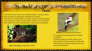 Gato Maracajá

Bicho Preguiça

Fauna

Este belo animal entrou em extinção devido a caça que sofria,
pois sua pele era usada para confecção de casacos.
Além de ser caçado devido a sua pele, o gato maracajá também
era caçado por traficantes de animais silvestres. E seu habitat
está sendo destruído, prejudicando a reprodução da espécie..

Tangara(Antilophia bokermanni)

gato-maracajá (Leopardus wiedii)

É o tangara mais ameaçado de extinção
do planeta.
A espécie habita as matas ciliares, que
hoje em dia, são praticamente restritas às
nascentes dos córregos situadas entre 300
e 600 m de altitude.

 