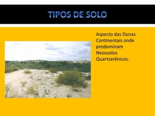 • hhh Aspecto das Dunas
Continentais onde
predominam
Neossolos
Quartzarênicos.
 
