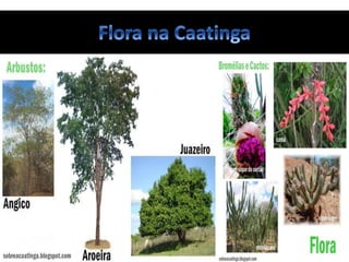 A flora da Caatinga tem características peculiares, apresentando uma estrutura
resistente e adaptada às condições áridas, por isso são chamadas xerófilas.
A vegetação é formada por três estratos: o arbóreo, com árvores de 8 a 12
metros de altura; o arbustivo, com vegetação de 2 a 5 metros; e o herbáceo,
abaixo de 2 metros.
De acordo com dados do Ministério do Meio Ambiente, 932 espécies vegetais
ocupam os solos da Caatinga, das quais 318 são endêmicas, sendo as
bromélias e os cactos as principais famílias de plantas da região.
 