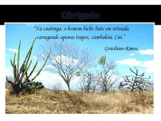 CAATINGA