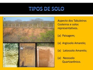 Aspecto dos Tabuleiros
Costeiros e solos
representativos.
(a) Paisagem;
(a) Argissolo Amarelo;
(a) Latossolo Amarelo;
(a) Neossolo
Quartzarênico.
 