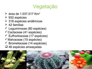 área de 1.037.517 Km2
 932 espécies
 318 espécies endêmicas
 42 famílias
 Leguminosae (80 espécies)
Cactaceae (41 espécies)
 Eufhorbiaceae (17 espécies)
Malvaceae (15 espécies)
 Bromeliaceae (14 espácias)
 46 espécies ameaçadas
Vegetação
 