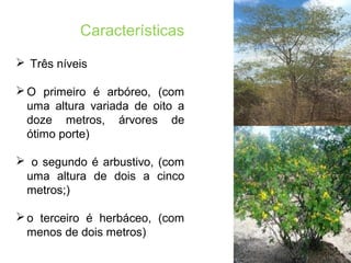  Três níveis
O primeiro é arbóreo, (com
uma altura variada de oito a
doze metros, árvores de
ótimo porte)
 o segundo é arbustivo, (com
uma altura de dois a cinco
metros;)
o terceiro é herbáceo, (com
menos de dois metros)
Características
 