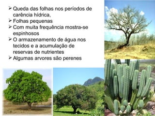 Queda das folhas nos períodos de
carência hídrica,
Folhas pequenas
Com muita frequência mostra-se
espinhosos
O armazenamento de água nos
tecidos e a acumulação de
reservas de nutrientes
Algumas arvores são perenes
 