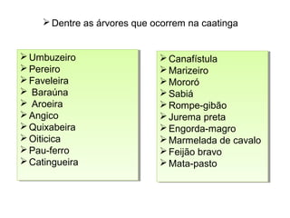 Umbuzeiro
Pereiro
Faveleira
 Baraúna
 Aroeira
Angico
Quixabeira
Oiticica
Pau-ferro
Catingueira
Umbuzeiro
Pereiro
Faveleira
 Baraúna
 Aroeira
Angico
Quixabeira
Oiticica
Pau-ferro
Catingueira
Canafístula
Marizeiro
Mororó
Sabiá
Rompe-gibão
Jurema preta
Engorda-magro
Marmelada de cavalo
Feijão bravo
Mata-pasto
Canafístula
Marizeiro
Mororó
Sabiá
Rompe-gibão
Jurema preta
Engorda-magro
Marmelada de cavalo
Feijão bravo
Mata-pasto
Dentre as árvores que ocorrem na caatinga
 