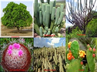 Juazeiro
Mandacaru Facheiro
Coroa-de-frade xique-xique Quipá
 