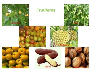 Frutíferas
Juazeiro Umbu
Jatobá
Mangaba
Araticum
Murici Licuri
 