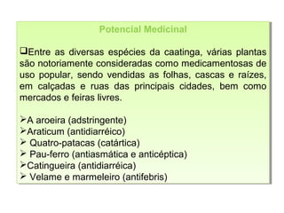 Potencial Medicinal
Entre as diversas espécies da caatinga, várias plantas
são notoriamente consideradas como medicamentosas de
uso popular, sendo vendidas as folhas, cascas e raízes,
em calçadas e ruas das principais cidades, bem como
mercados e feiras livres.
A aroeira (adstringente)
Araticum (antidiarréico)
 Quatro-patacas (catártica)
 Pau-ferro (antiasmática e anticéptica)
Catingueira (antidiarréica)
 Velame e marmeleiro (antifebris)
Potencial Medicinal
Entre as diversas espécies da caatinga, várias plantas
são notoriamente consideradas como medicamentosas de
uso popular, sendo vendidas as folhas, cascas e raízes,
em calçadas e ruas das principais cidades, bem como
mercados e feiras livres.
A aroeira (adstringente)
Araticum (antidiarréico)
 Quatro-patacas (catártica)
 Pau-ferro (antiasmática e anticéptica)
Catingueira (antidiarréica)
 Velame e marmeleiro (antifebris)
 
