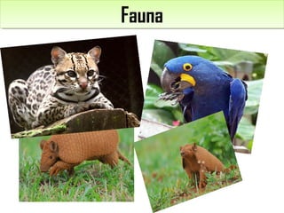 FaunaFauna
 