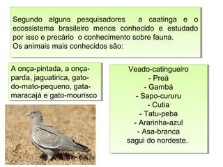 Segundo alguns pesquisadores a caatinga e o
ecossistema brasileiro menos conhecido e estudado
por isso e precário o conhecimento sobre fauna.
Os animais mais conhecidos são:
Segundo alguns pesquisadores a caatinga e o
ecossistema brasileiro menos conhecido e estudado
por isso e precário o conhecimento sobre fauna.
Os animais mais conhecidos são:
Veado-catingueiro
- Preá
- Gambá
- Sapo-cururu
- Cutia
- Tatu-peba
- Ararinha-azul
- Asa-branca
sagui do nordeste.
Veado-catingueiro
- Preá
- Gambá
- Sapo-cururu
- Cutia
- Tatu-peba
- Ararinha-azul
- Asa-branca
sagui do nordeste.
A onça-pintada, a onça-
parda, jaguatirica, gato-
do-mato-pequeno, gata-
maracajá e gato-mourisco
A onça-pintada, a onça-
parda, jaguatirica, gato-
do-mato-pequeno, gata-
maracajá e gato-mourisco
 