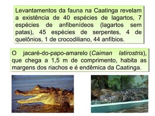 Levantamentos da fauna na Caatinga revelam
a existência de 40 espécies de lagartos, 7
espécies de anfibenídeos (lagartos sem
patas), 45 espécies de serpentes, 4 de
quelônios, 1 de crocodiliano, 44 anfíbios.
Levantamentos da fauna na Caatinga revelam
a existência de 40 espécies de lagartos, 7
espécies de anfibenídeos (lagartos sem
patas), 45 espécies de serpentes, 4 de
quelônios, 1 de crocodiliano, 44 anfíbios.
O jacaré-do-papo-amarelo (Caiman latirostris),
que chega a 1,5 m de comprimento, habita as
margens dos riachos e é endêmica da Caatinga.
O jacaré-do-papo-amarelo (Caiman latirostris),
que chega a 1,5 m de comprimento, habita as
margens dos riachos e é endêmica da Caatinga.
 